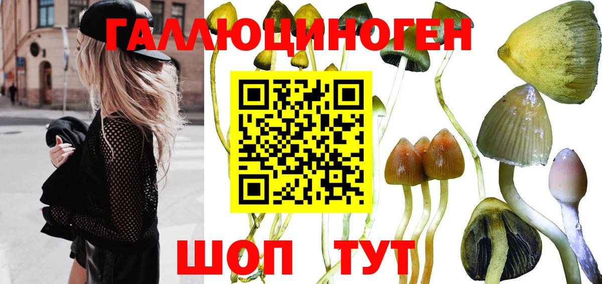 Псилоцибиновые грибы Psilocybe Котовск